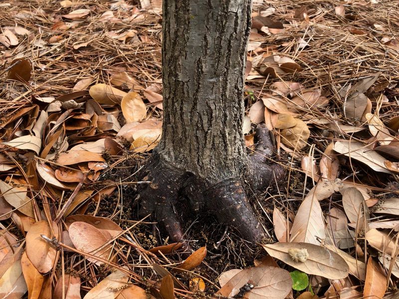 A healthy yard does not need to be completely leaf-free