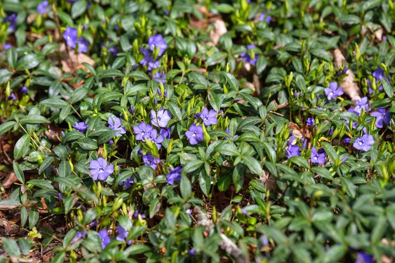 Keep Vinca minor in its garden context
