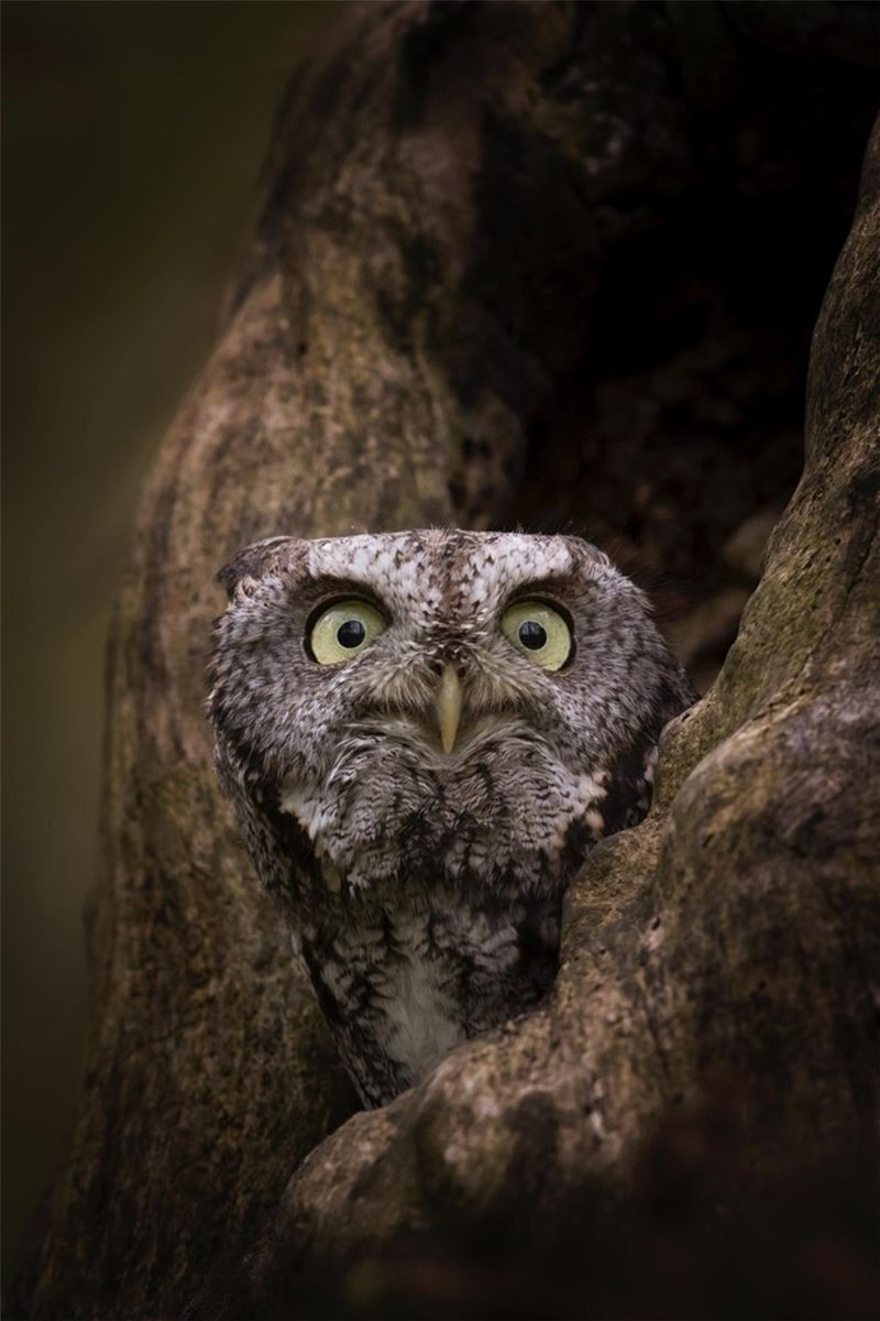 Owls