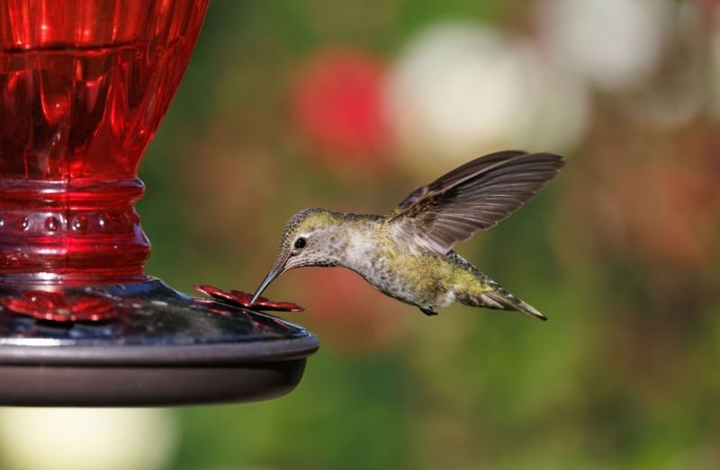 Keep the feeder available while visits continue