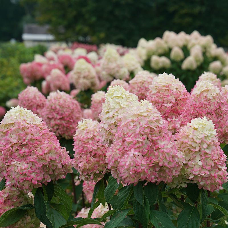 Panicle Hydrangeas (Hydrangea paniculata)