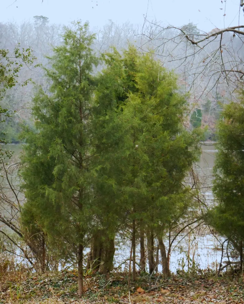 The tree’s reliable benefits are food, cover, and habitat