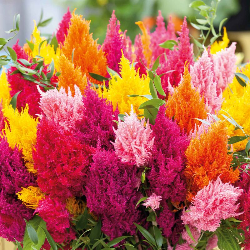 Plume Celosia
