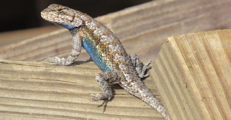 Sunny, open edges make useful lizard habitat