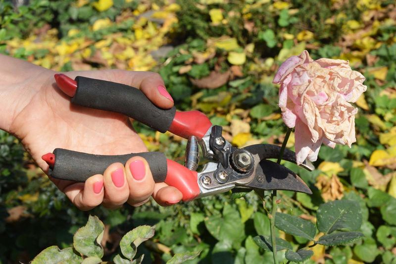 Use deadheading and light shearing together