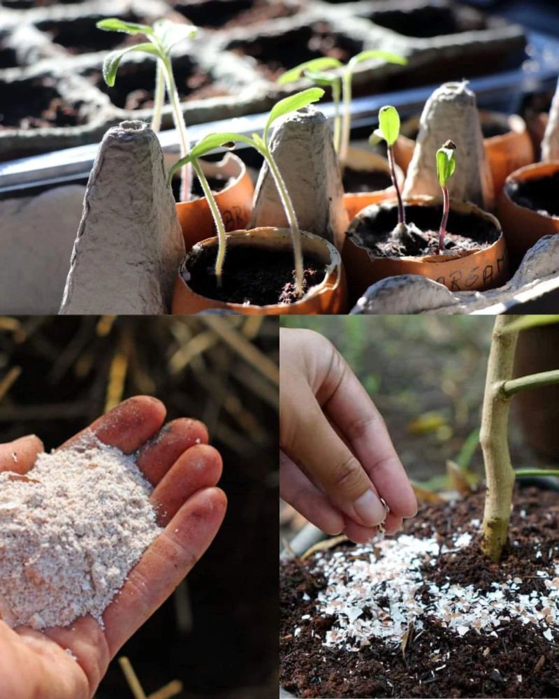 Crushed Eggshells