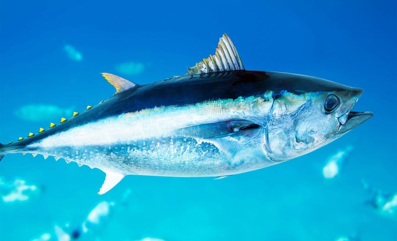 Bluefin tuna and other large fish