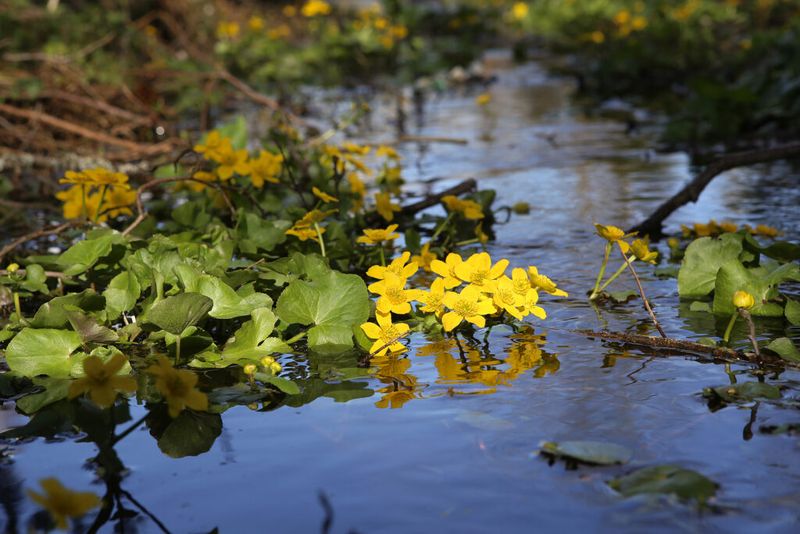Marsh Marigold (Caltha palustris)