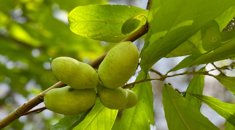 Pawpaw (Asimina triloba)