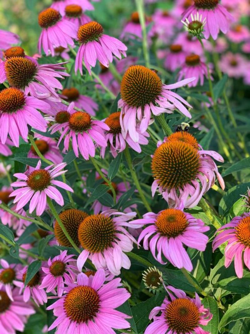 Coneflower