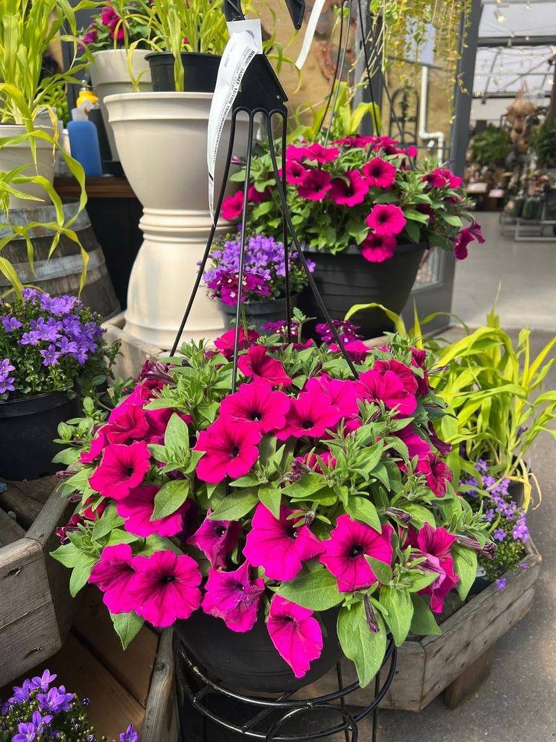 Use consistent moisture to support, not guarantee, flowering