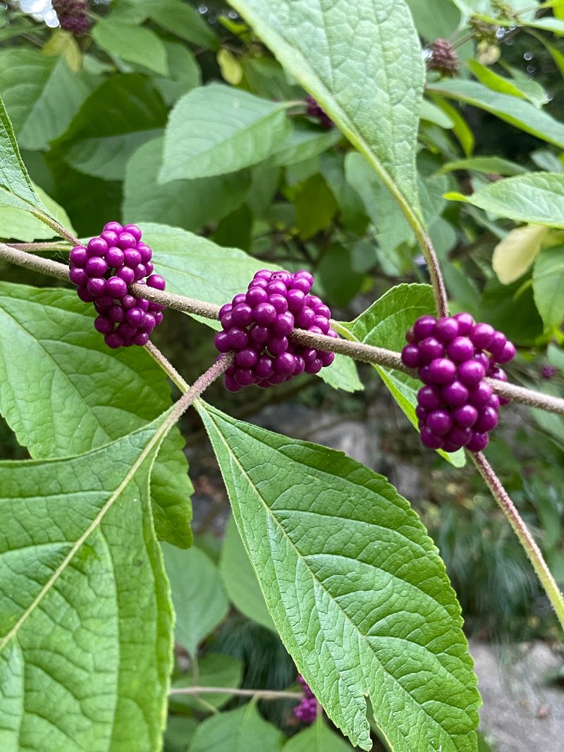 American Beautyberry (Callicarpa americana)