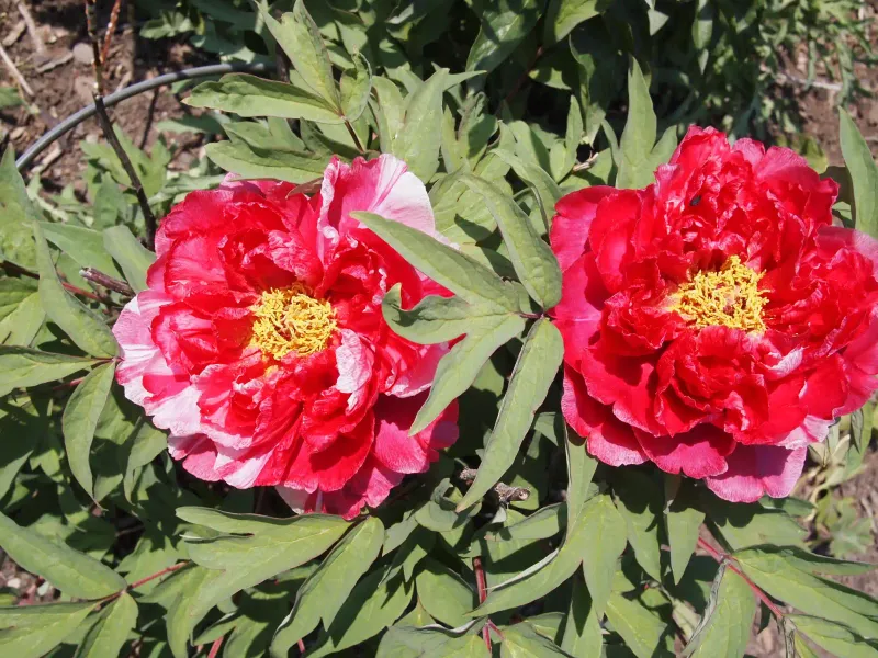 Refresh the Mulch and Check Soil Moisture