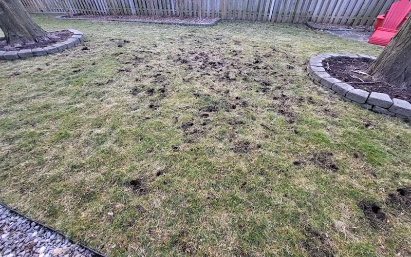 Shallow divots can point to nighttime foraging