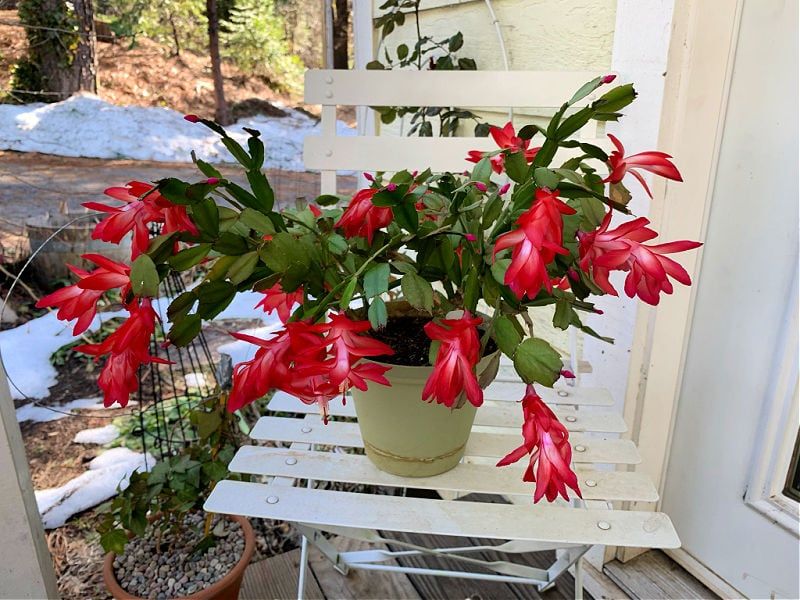 Bring Outdoor Pots Inside Before Cold Threatens