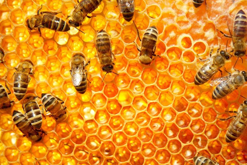 Honey (and honey-dependent foods)