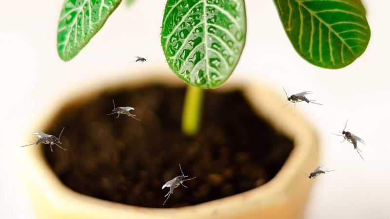 Those Tiny Flies Are Probably Fungus Gnats, Not Fruit Flies