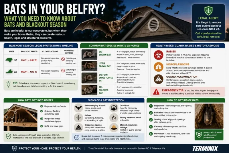 When Bat Activity Becomes a Home-Entry Problem