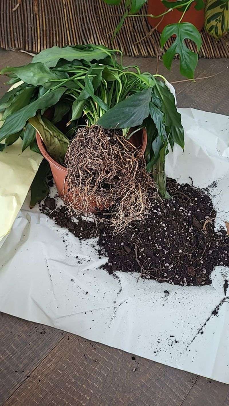 The hidden stress starts below the soil line