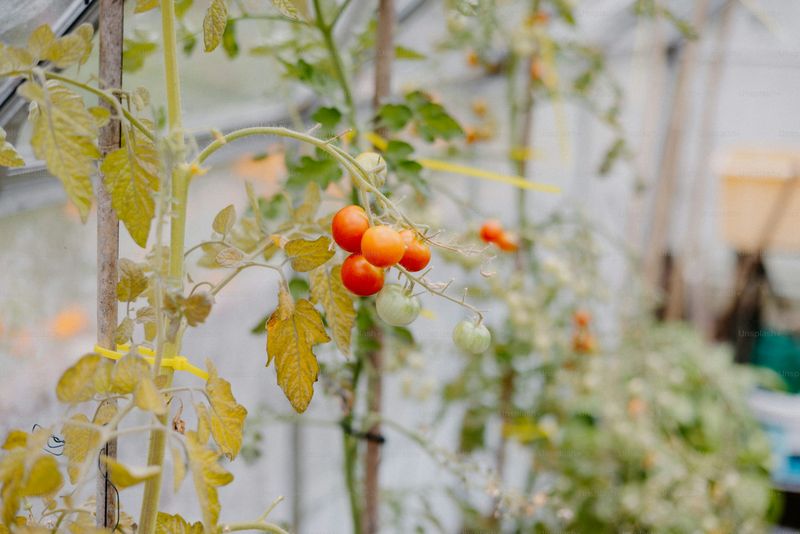 Tomatoes
