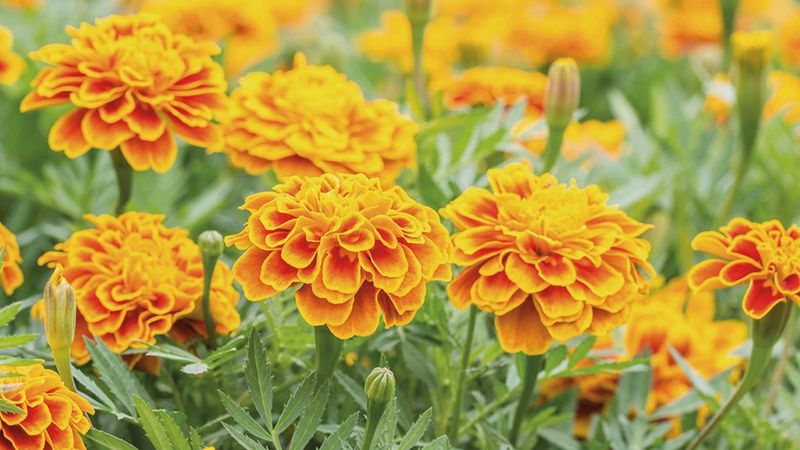Marigolds
