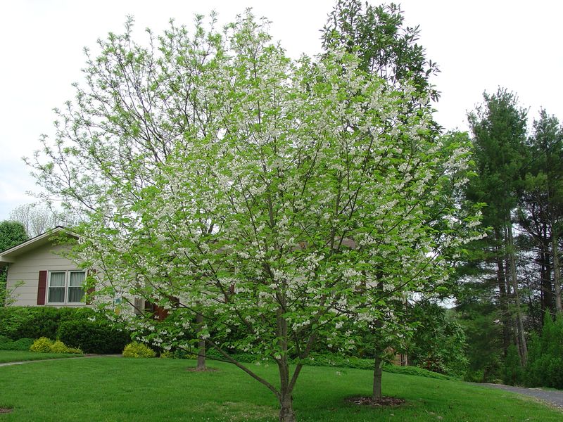 Match the tree to your yard