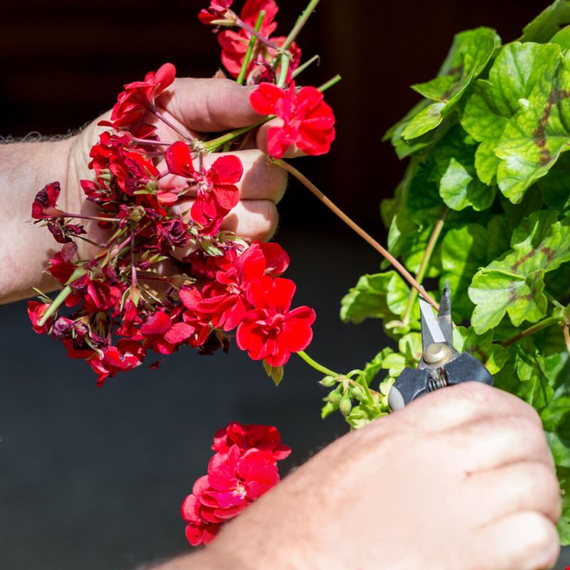 The Simple Reset: Remove the Spent Flower Stalk