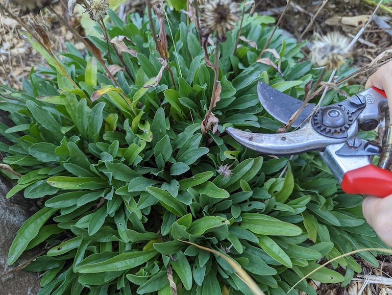 How early shaping changes the plant
