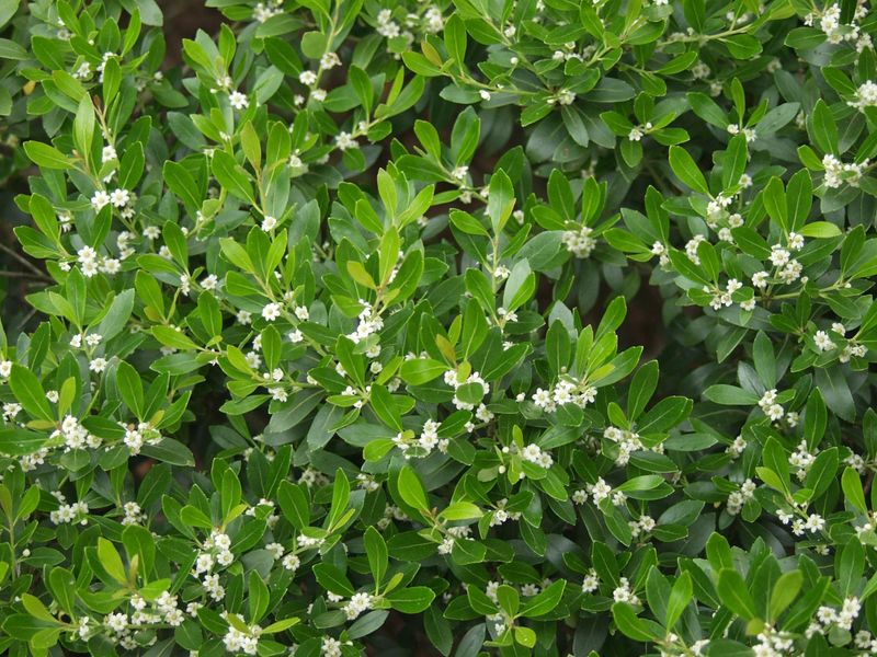 Inkberry Holly (Ilex glabra)