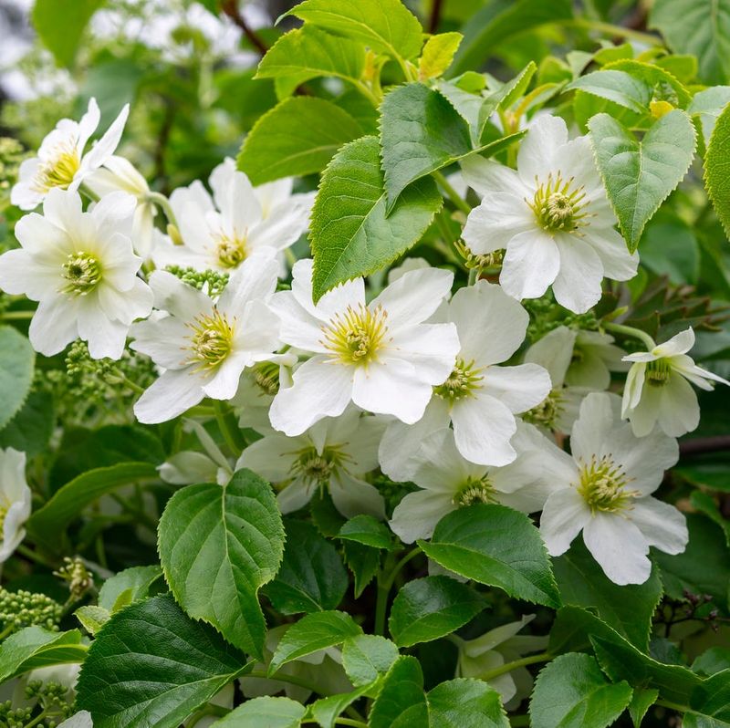 Prune Group 1 after its flowering period