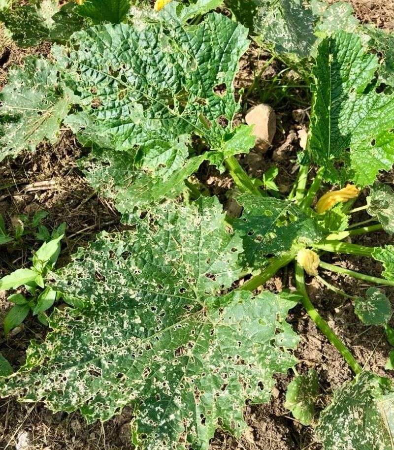 Let the vegetables—not the flies—set your next move