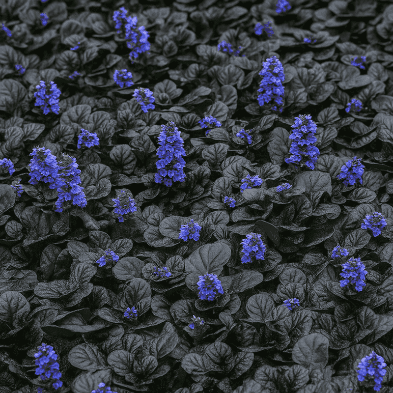 Ajuga 'Chocolate Chip'