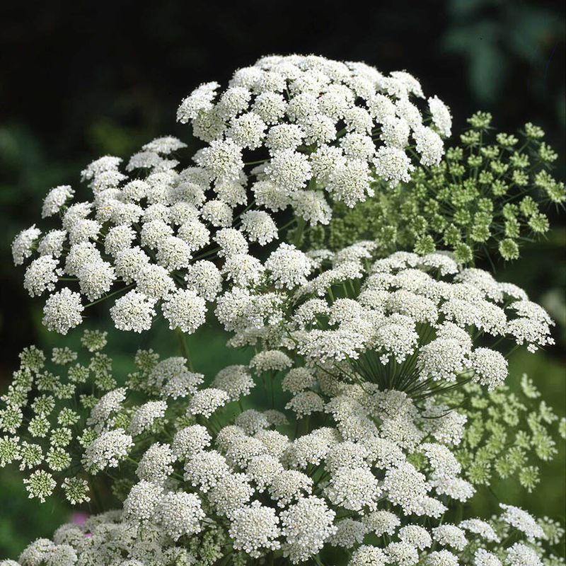 Ammi (Queen Anne's Lace)