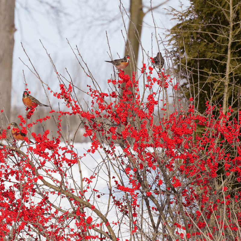 Winterberry Holly (Ilex verticillata)