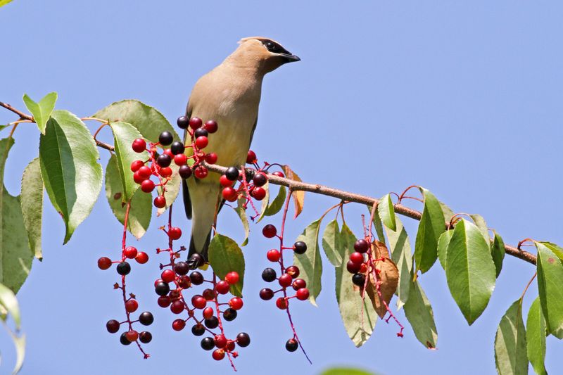 Protect the feeding site and the birds using it