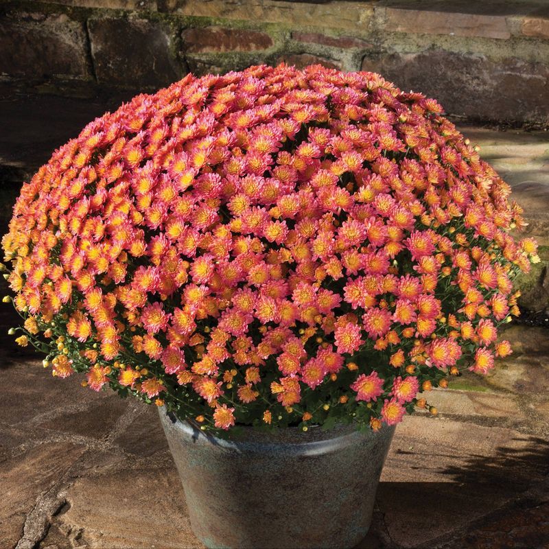 Skip: Florist Garden Mums (Chrysanthemum)