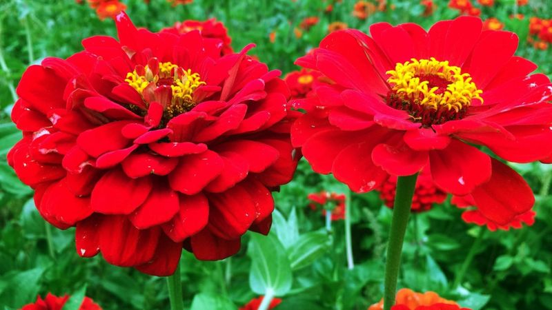 Saved seed may not match this year’s flowers