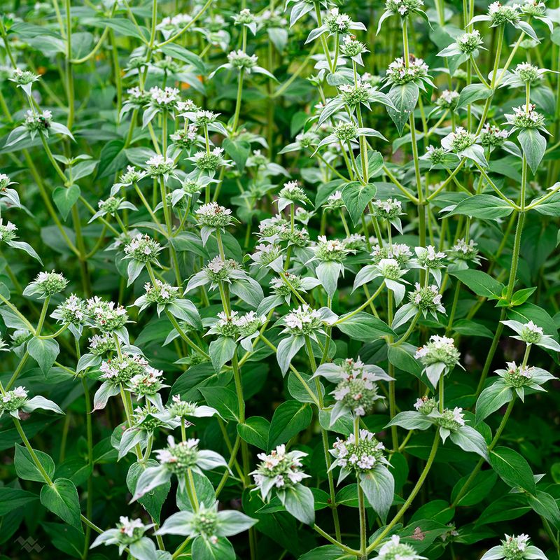 Decide whether clustered mountain mint fits your yard