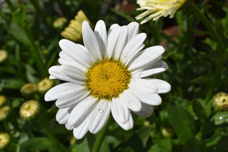 Shasta Daisy