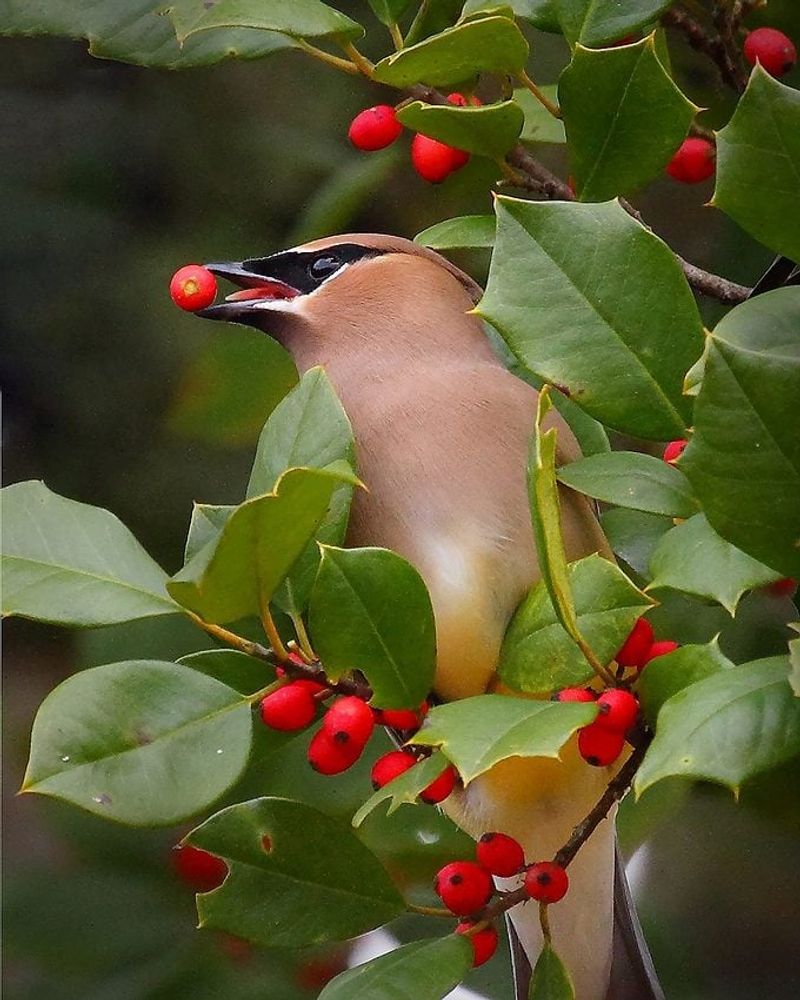 Will one holly tree produce winter fruit for birds?