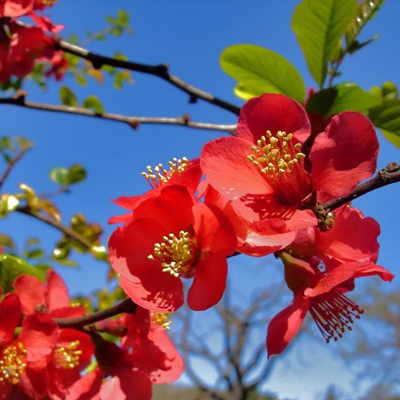 Flowering Quince