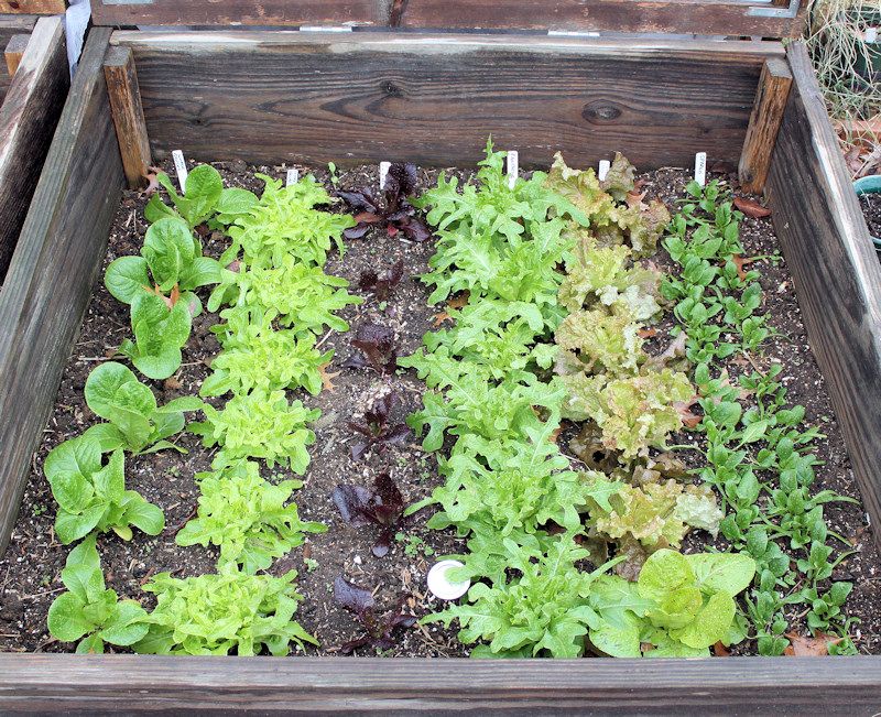 Lettuce
