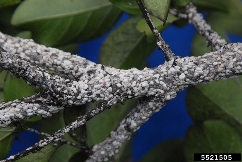 Treat bark scale as a plant-health problem, not a flowering shortcut