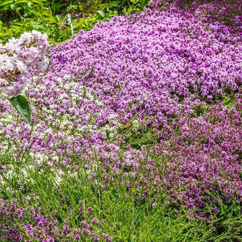 Expect fewer weeds, not no weeds