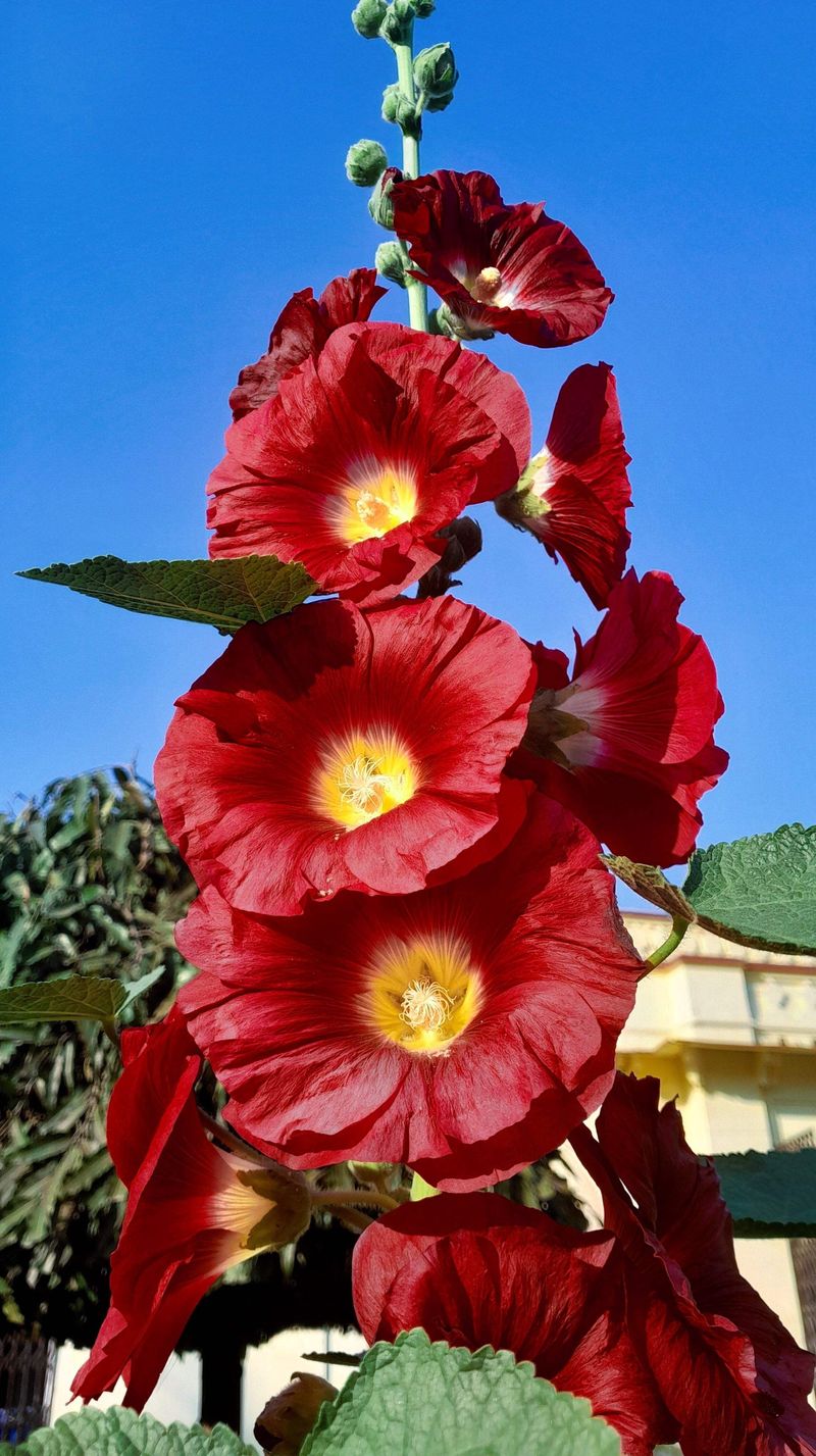 Hollyhock (Red Alcea rosea)