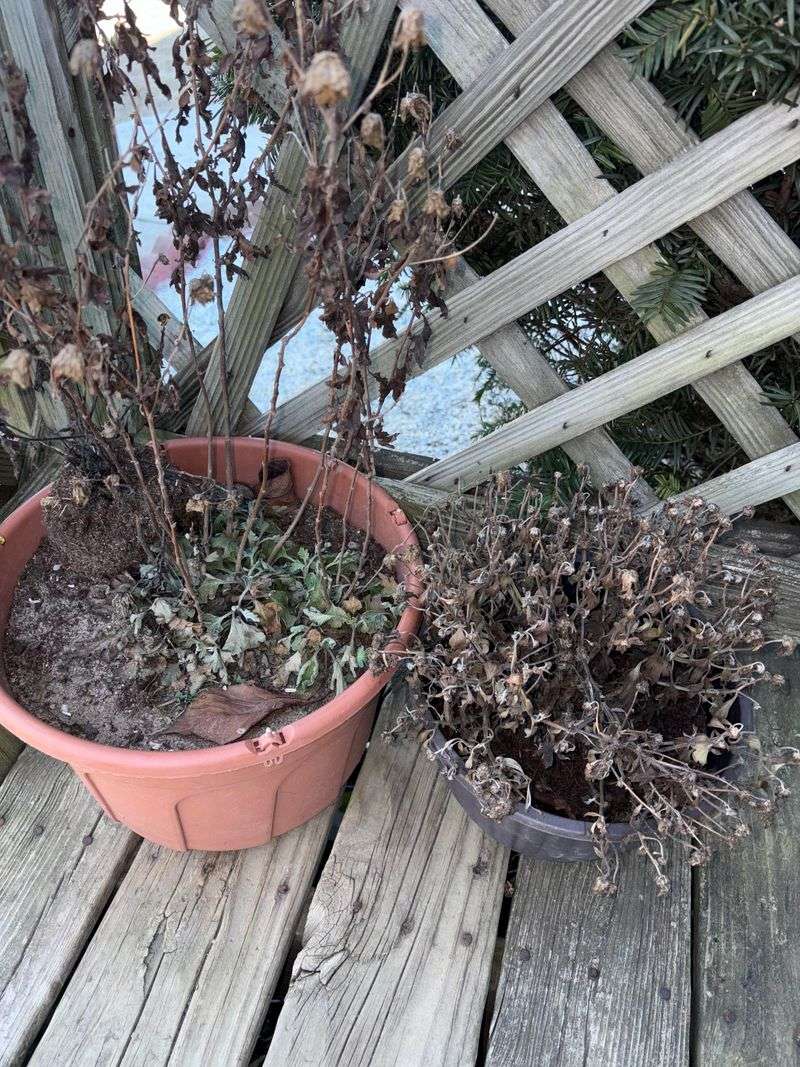 Water Sparingly During Winter Dormancy