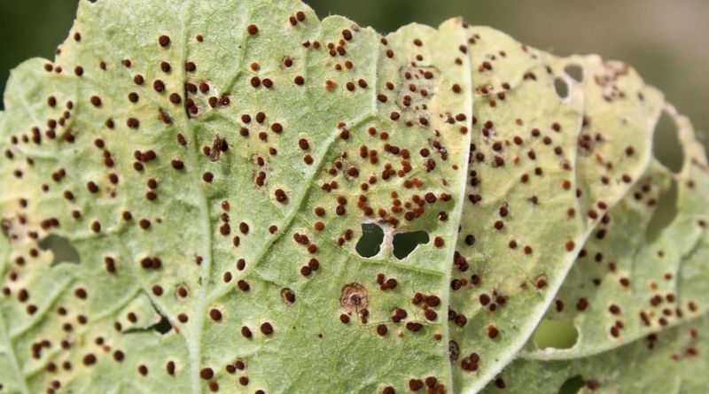 Address Fungal Diseases Promptly