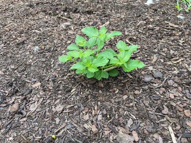Some weeds are reporting management, not chemistry