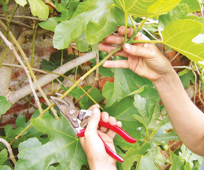 Late pruning is not a reliable way to save this crop