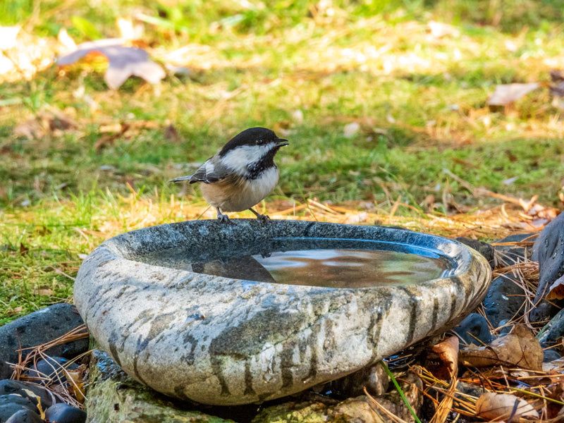 Build a shallow, usable birdbath